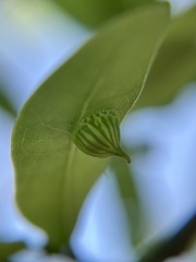 Dryocosmus archboldi