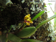 Maxillaria variabilis