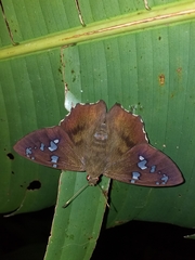 Nascus phocus