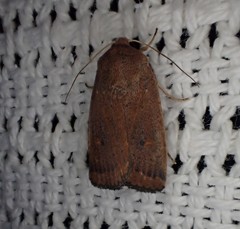 Proteuxoa porphyrescens