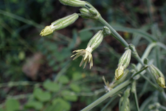 Silene scouleri