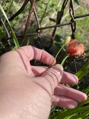 Papaver dubium
