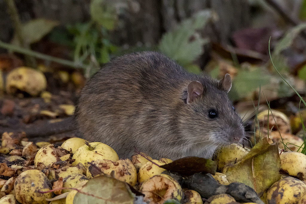 Brown Rat Wildlife Of Cherry Creek State Park · Inaturalist
