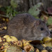 褐家鼠 - Photo (c) Ouwesok，保留部份權利CC BY-NC