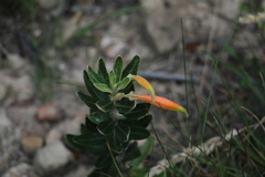 Siphocampylus columnae