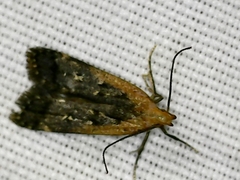 Dichomeris costarufoella