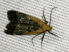 Dichomeris costarufoella