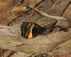 Pedaliodes fuscata