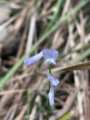 Vicia acutifolia