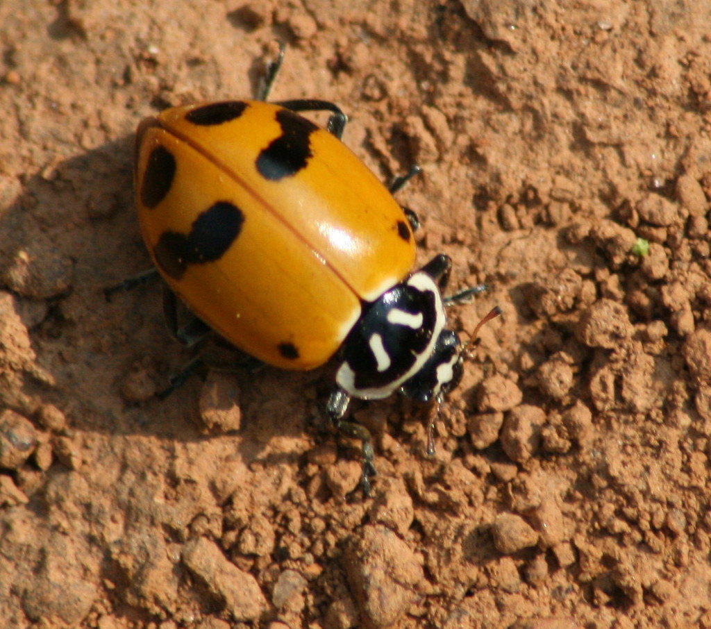 Glacial Lady Beetle