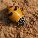 Glacial Lady Beetle - Photo (c) John Flannery, some rights reserved (CC BY-SA)