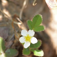Fragaria vesca vesca