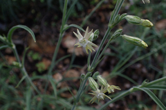 Silene scouleri