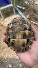 Malayemys macrocephala