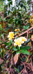 Rosa banksiae
