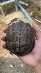 Malayemys macrocephala