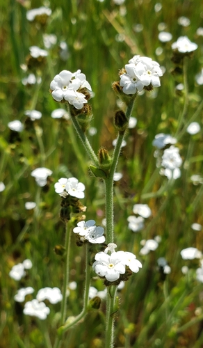 iNaturalist observation photo of Rusty Popcornflower