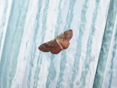 Leptostales ferruminaria