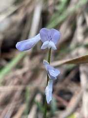 Vicia acutifolia