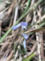 Vicia acutifolia