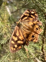 Heteronympha paradelpha