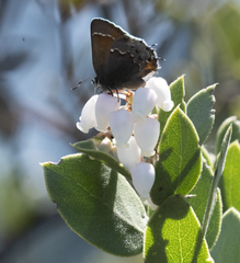 Callophrys muiri