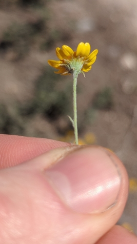 Image of Thymophylla setifolia by (c) Alan Rockefeller, some rights reserved (CC BY)