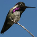 Anna's and Costa's Hummingbirds - Photo (c) Jean-Guy Dallaire, some rights reserved (CC BY-NC-ND)