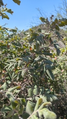 Rhus pachyrrhachis