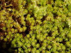 Racomitrium ryszardii