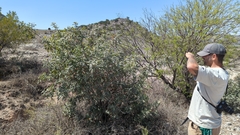 Rhus pachyrrhachis