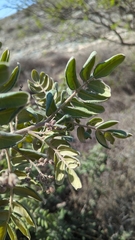 Rhus pachyrrhachis