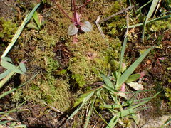 Philonotis capillaris