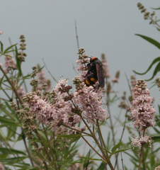 Megascolia maculata maculata