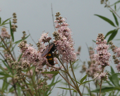 Megascolia maculata maculata