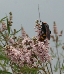 Megascolia maculata maculata