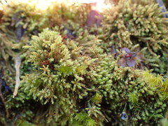 Philonotis capillaris