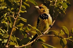 Trachyphonus vaillantii vaillantii