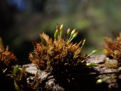 Orthotrichum pulchellum