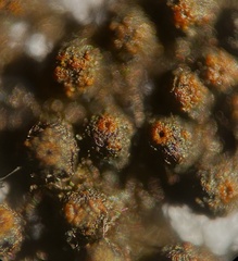 Byssosphaeria rhodomphala