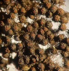 Byssosphaeria rhodomphala