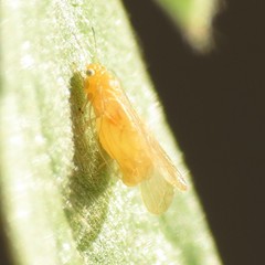 Ceanothia ceanothi
