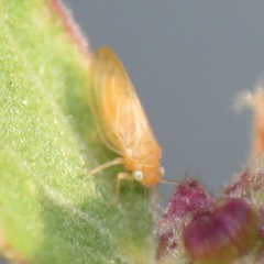 Ceanothia ceanothi