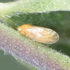 Ceanothia ceanothi