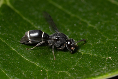 Subancistrocerus