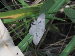 Nearcha benecristata