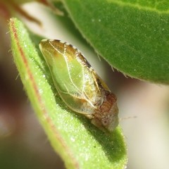 Nyctiphalerus propinquus