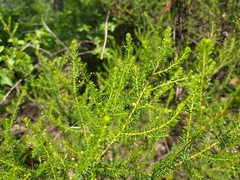 Acacia brunioides