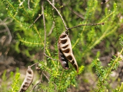 Acacia brunioides