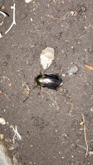 Paranomala cincta